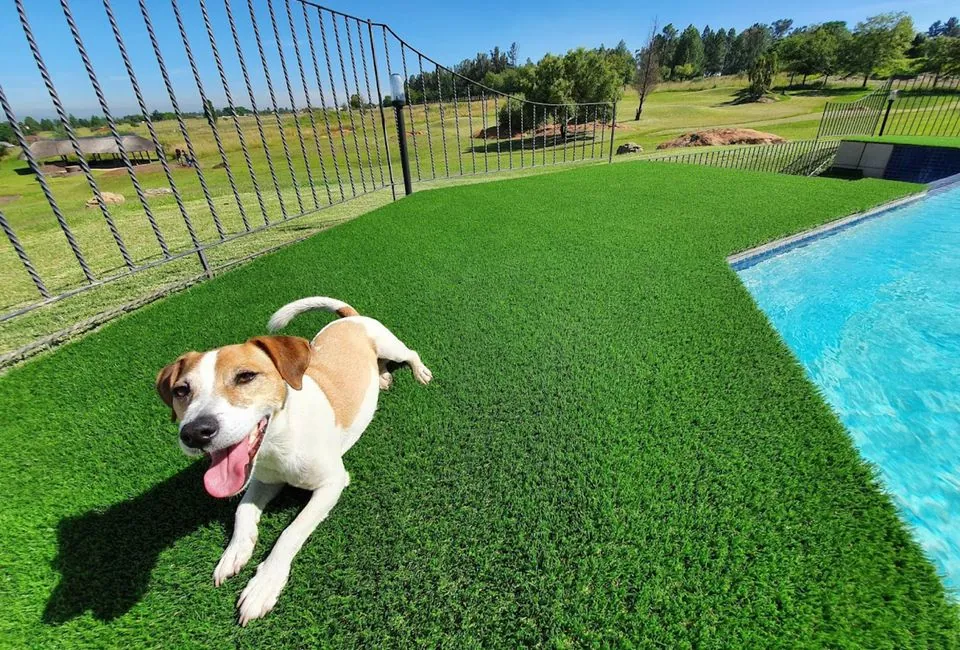 Pet-Friendly Outdoor Space